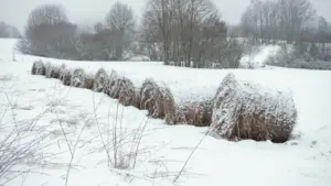 Siena ruļļi apsnigušā Latvijas laukā ziemas periodā ar koku rindu fonā.