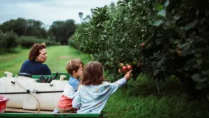 Ģimene ražas laikā lasa ābolus no koka dārzā Miķeļdienas noskaņās.