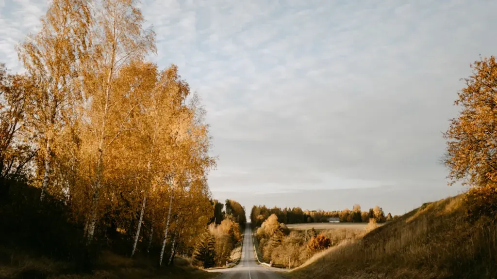 Tukšs Latvijas ceļš ieskauts zeltainos rudens kokos zem mākoņainas debess rudens dienā.