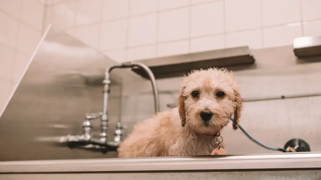 Pūkains suns atrodas veterinārās klīnikas vannā, gatavs aprūpei un apskatei.