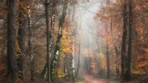 Mākoņains rudens rīts meža takā ar krāsainām lapām un noslēpumainu atmosfēru.